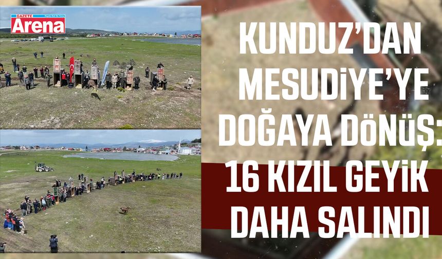 Kızıl geyikler doğayla buluşmaya devam ediyor