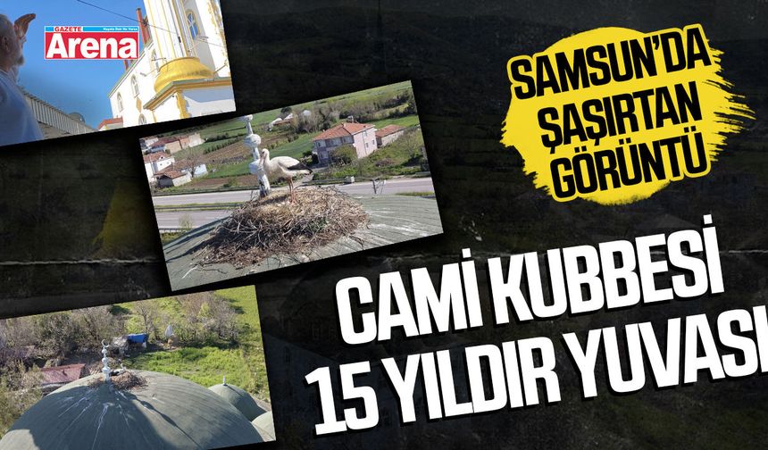Samsun'da şaşırtan görüntü! Cami Kubbesi 15 yıldır yuvası - gazetearena.com