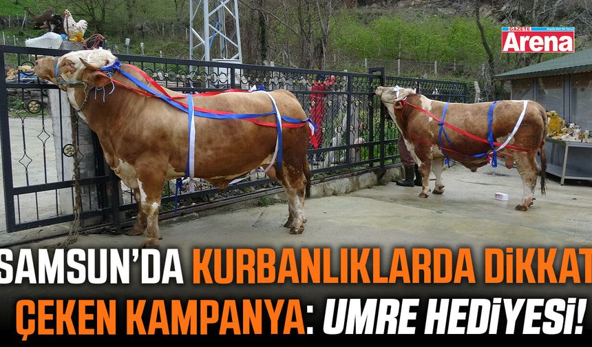 Samsun'da  tonluk kurbanlıklar satışta!