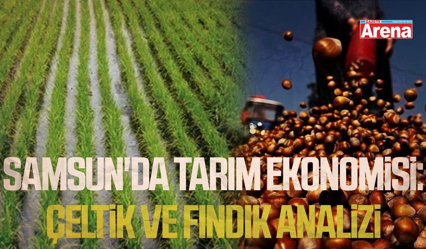 Samsun'da tarım ekonomisi: Çeltik ve fındık analizi