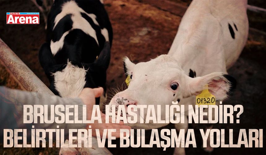 Brusella hastalığı nedir? Belirtileri ve bulaşma yolları