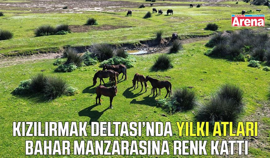 Kızılırmak Deltası'nın zenginliği: Yılkı atları