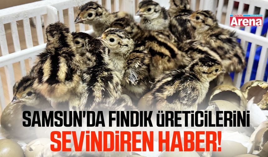 Samsun'da fındık üreticilerini sevindiren haber!