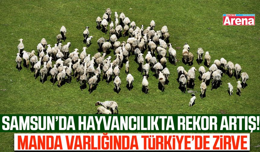 Samsun'da hayvancılıkta büyük artış!