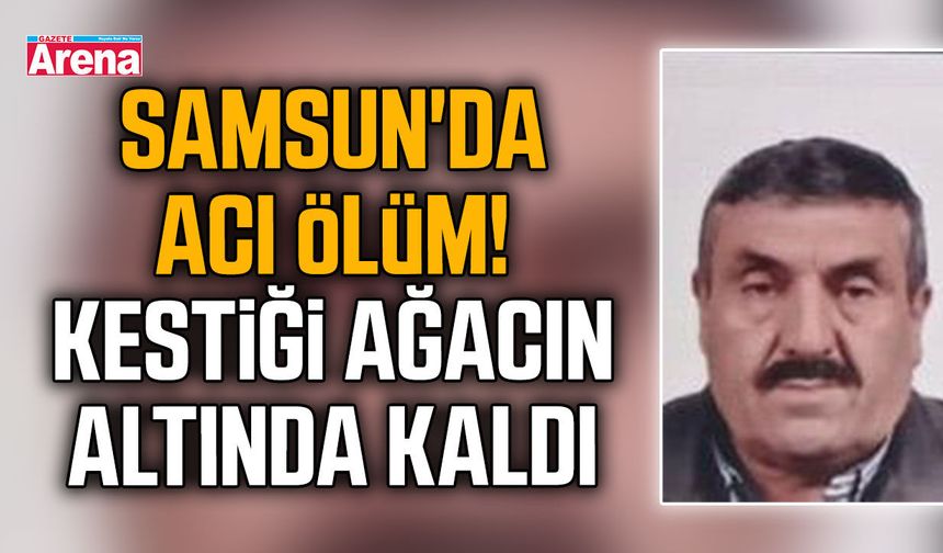 Samsun'da acı ölüm! Kestiği ağacın altında kaldı