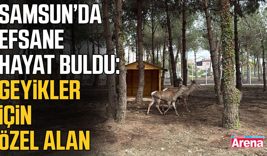 Samsun'da geyik yaşam alanı oluşturuldu