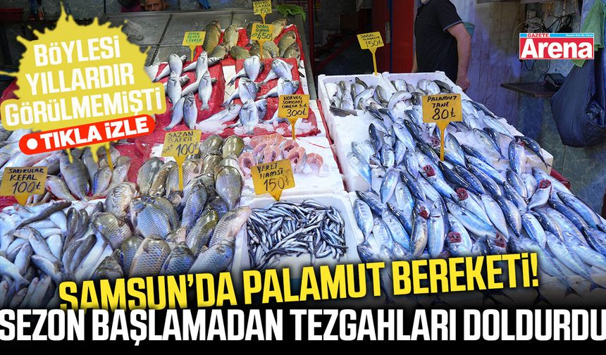 Samsun’da palamut bereketi göz dolduracak!
