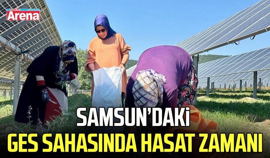 Samsun’da GES sahasında hasat zamanı