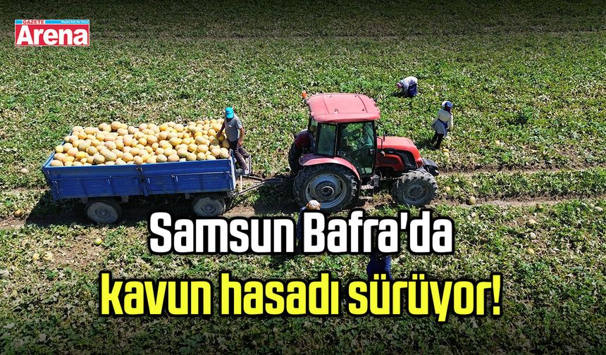 Samsun Bafra'da kavun hasadı sürüyor