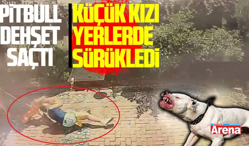 Samsun’da pitbull dehşeti: Kızı yerden yere vurdu!