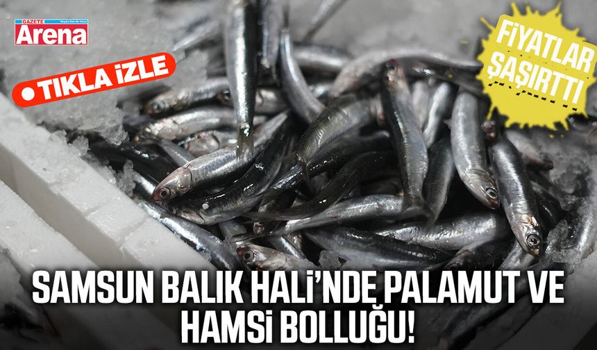 Samsun Balık Hali’nde palamut ve hamsi bolluğu!