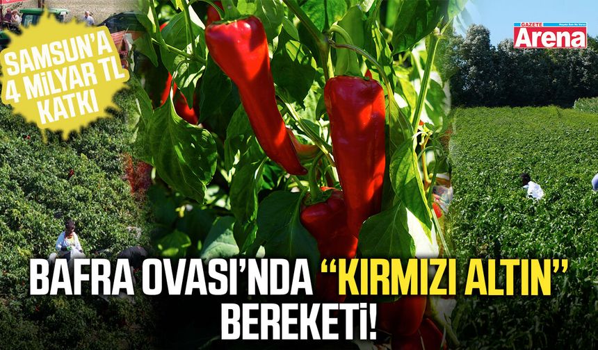 Bafra Ovası’nda kırmızı altın bereketi!
