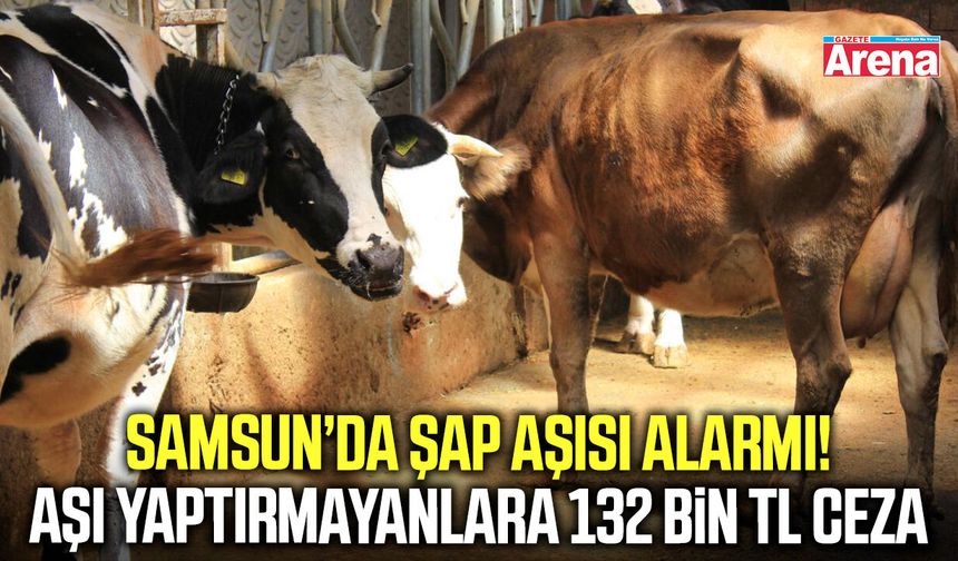 Samsun’da şap hastalığına karşı aşılama başladı