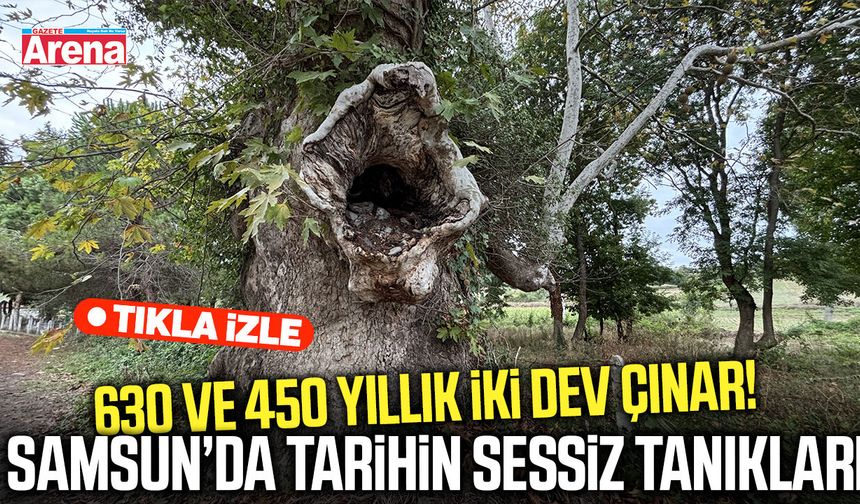 Samsun’da tarihin sessiz tanıkları 630 ve 450 yıllık iki dev çınar!