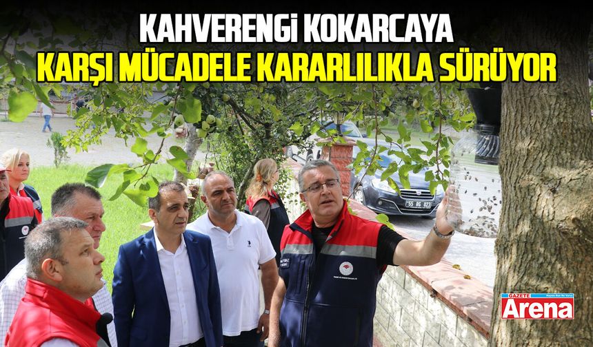 Samsun'da kahverengi kokarcaya karşı mücadele kararlılıkla sürüyor