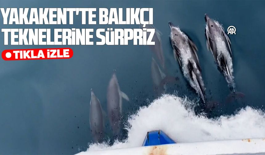 Yakakent'te balıkçı teknelerine yunus sürüsü eşlik etti