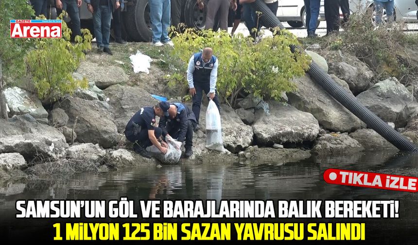 Samsun’un göl ve barajlarında balık bereketi! 1 milyon 125 bin sazan yavrusu salındı