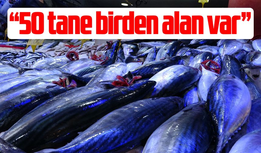 Samsun'da palamut bolluğu fiyatları dibe çekti