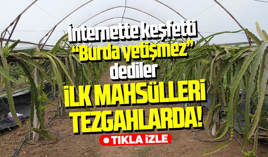 Çarşamba'da tropikal başarı: Hasada başladı