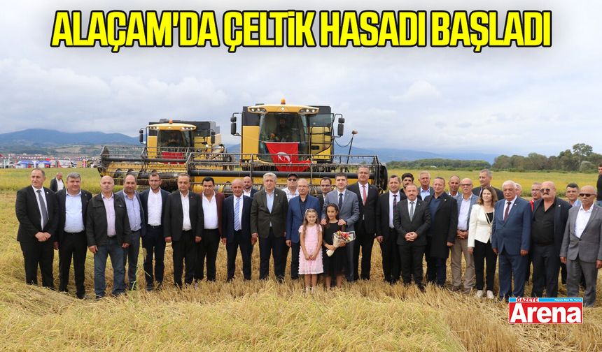 Samsun Alaçam'da çeltik hasadı başladı