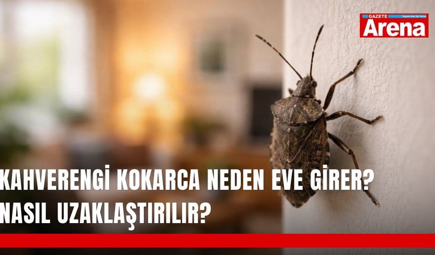 Kahverengi kokarca neden eve girer? Nasıl uzaklaştırılır?