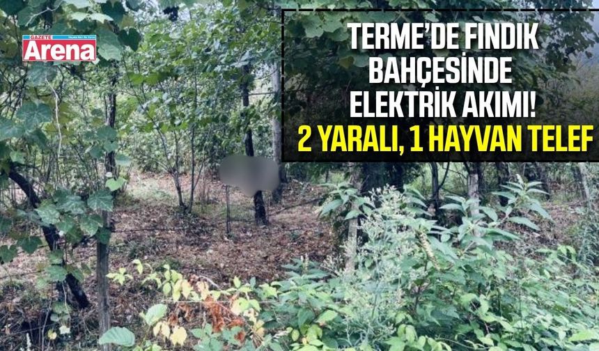 Terme’de fındık bahçesinde elektrik akımı: 2 kişi yaralandı, hayvan telef oldu