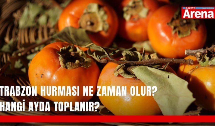 Trabzon hurması ne zaman olur? Hangi ayda toplanır?