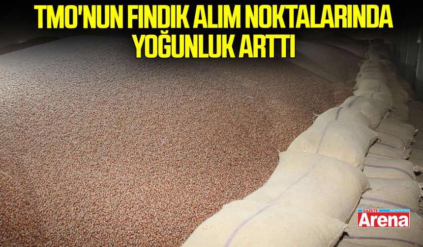 Samsun'da TMO'nun fındık alım noktalarında yoğunluk arttı