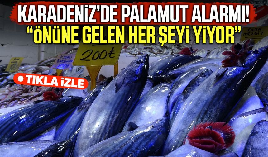 Karadeniz’de palamut alarmı: Önüne gelen her şeyi yiyor!