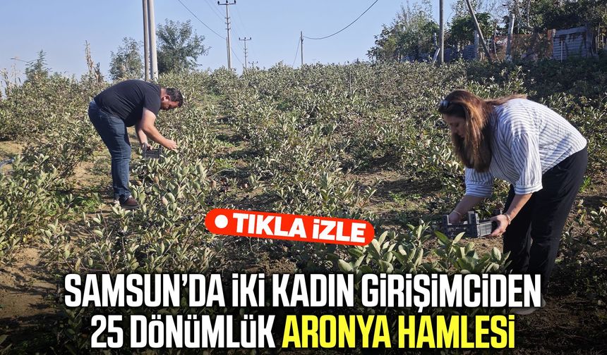 Samsun’da iki kadın girişimciden 25 dönümlük aronya hamlesi
