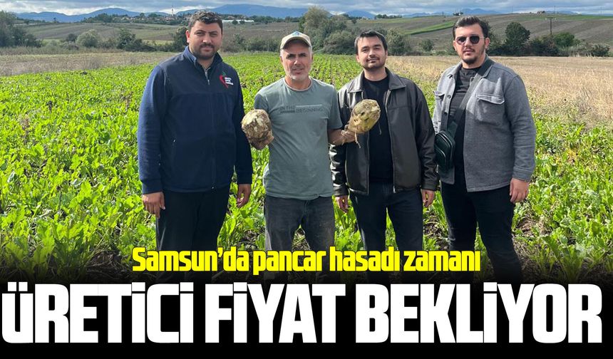 Vezirköprü'de pancar hasadı başladı