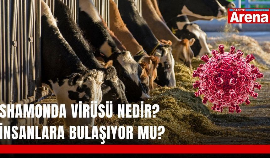 Shamonda virüsü nedir? İnsanlara bulaşıyor mu?