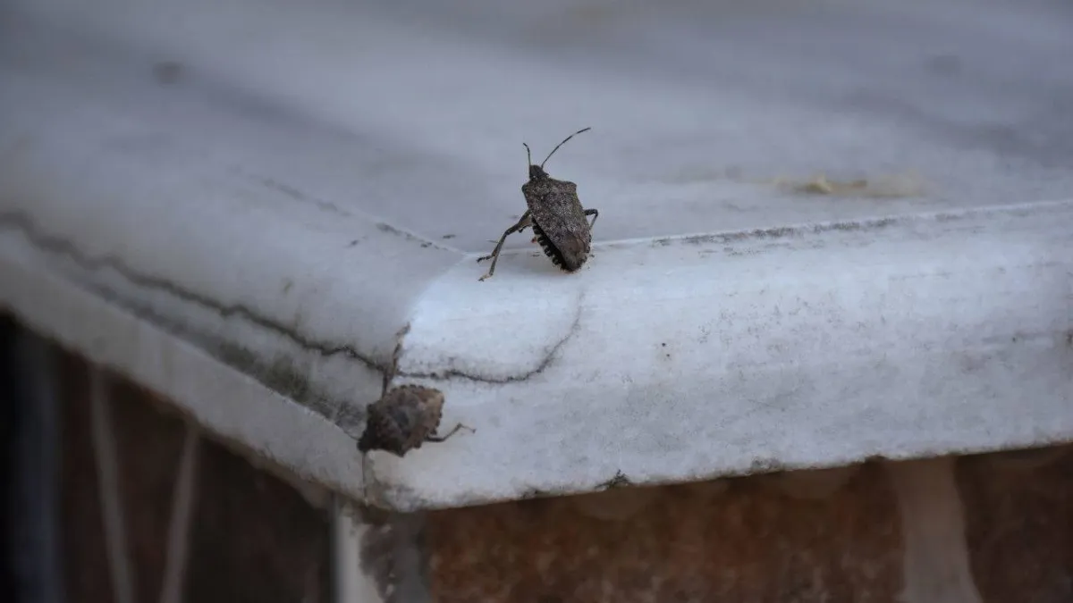 68F3B71Fd3Eba466 W1200Xh675