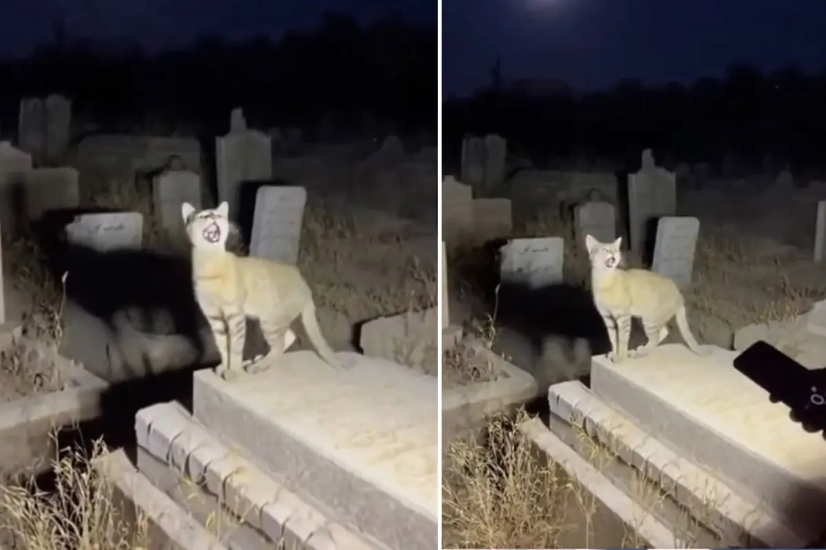 Yapar Zekanin Geldigi Son Nokta Binlerce Kisi 19195942 2072 Amp