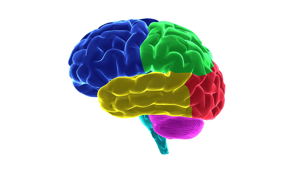 Beyin Kac Bolumden Olusur