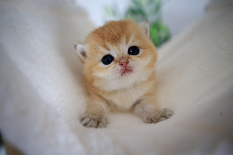 2022 Mayis A A 27865102