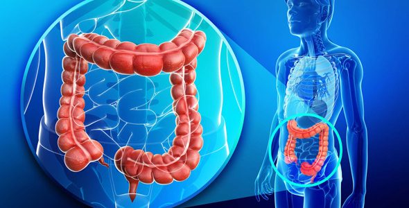 Bagirsak Sagligi 590X300