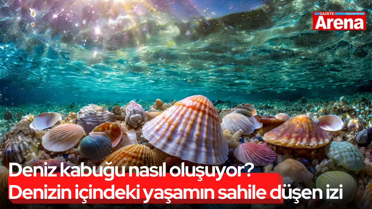 Deniz kabuğu nasıl oluşuyor? Denizin içinden sahile düşen iz