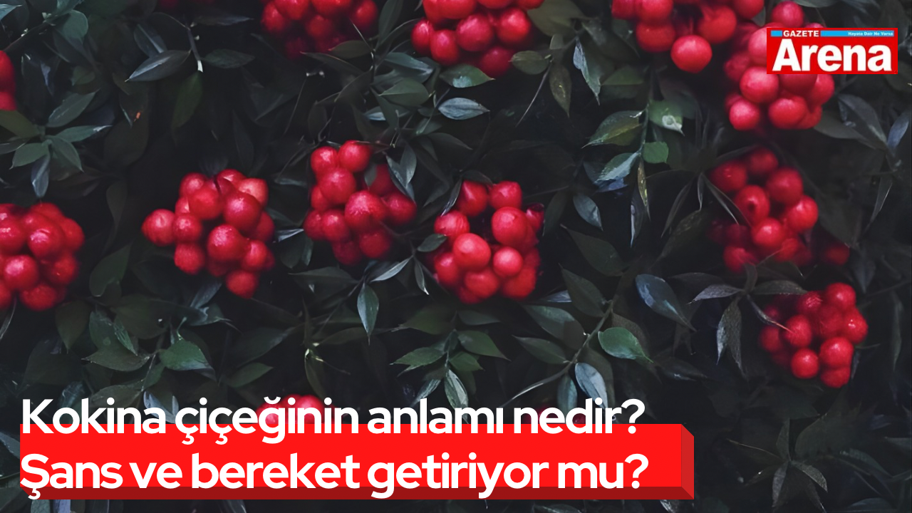 Kokina çiçeğinin anlamı nedir? Şans ve bereket getiriyor mu?