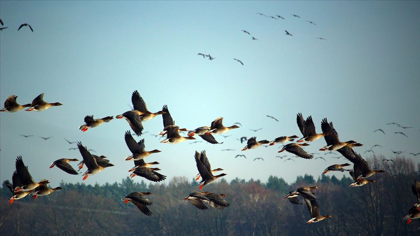 Thumbs B C 11B0667Fd146683Bbfbdd3Cbde66C3Fd