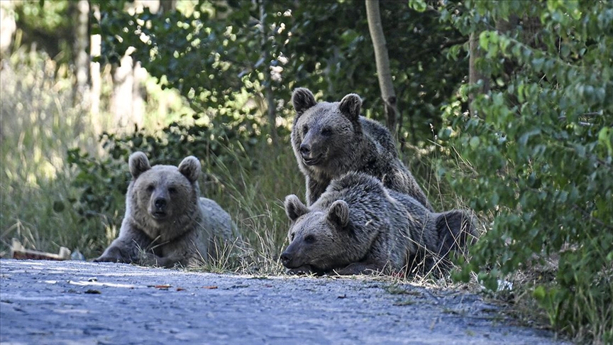 Thumbs B C B731Dd1780694F3019C0463A000647C5