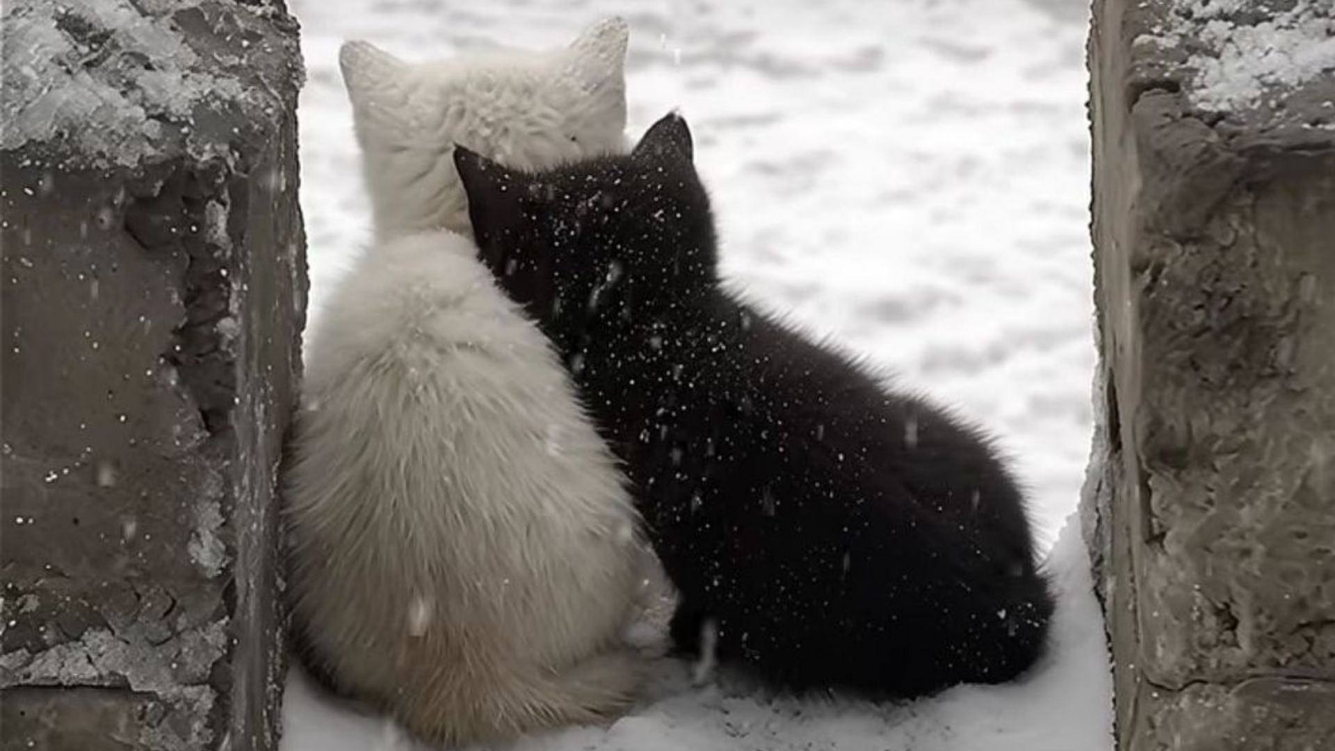 Gazete Arena Samsun (58)