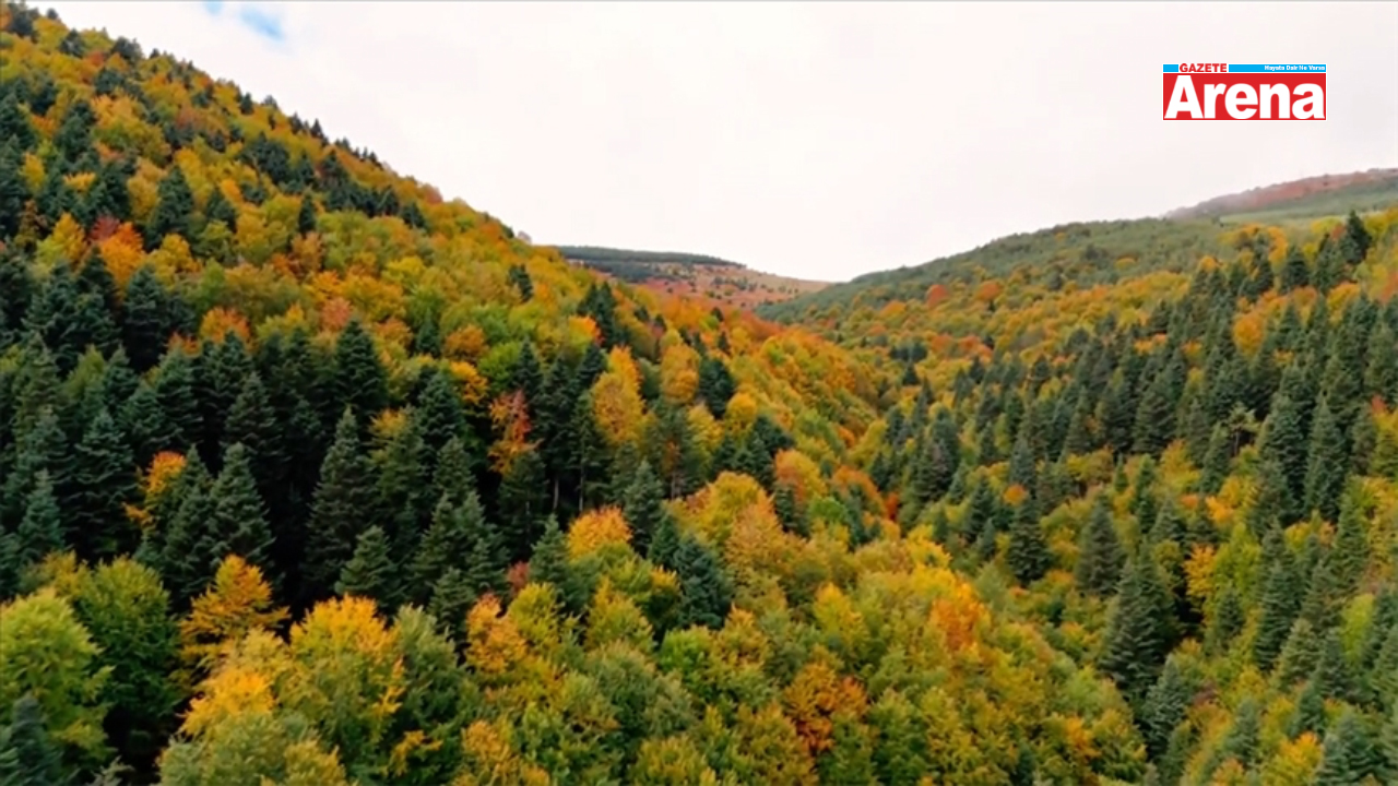 Alaçam'da Ağaçlar Belirlenecek ve Kayıt Altına Alınacak