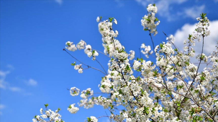 Thumbs B C 3Befc938058D2A24D127F419B896D873 (1)