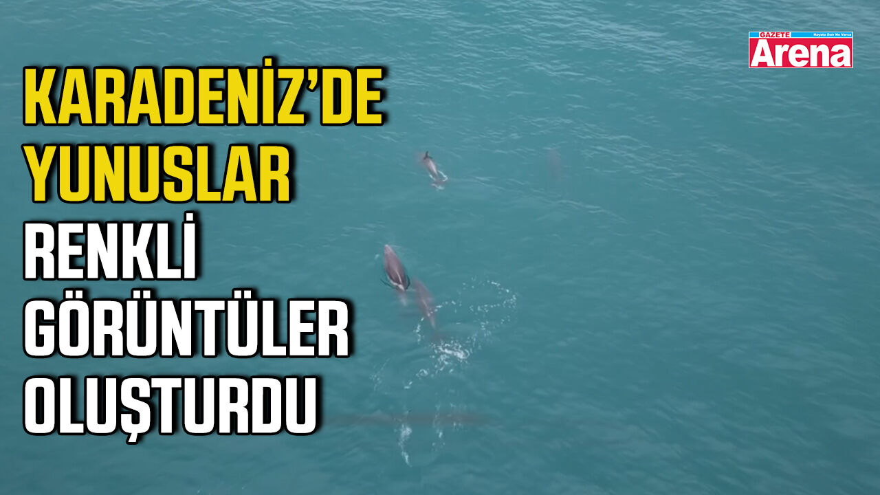 Karadeniz’de yunuslar renkli görüntüler oluşturdu