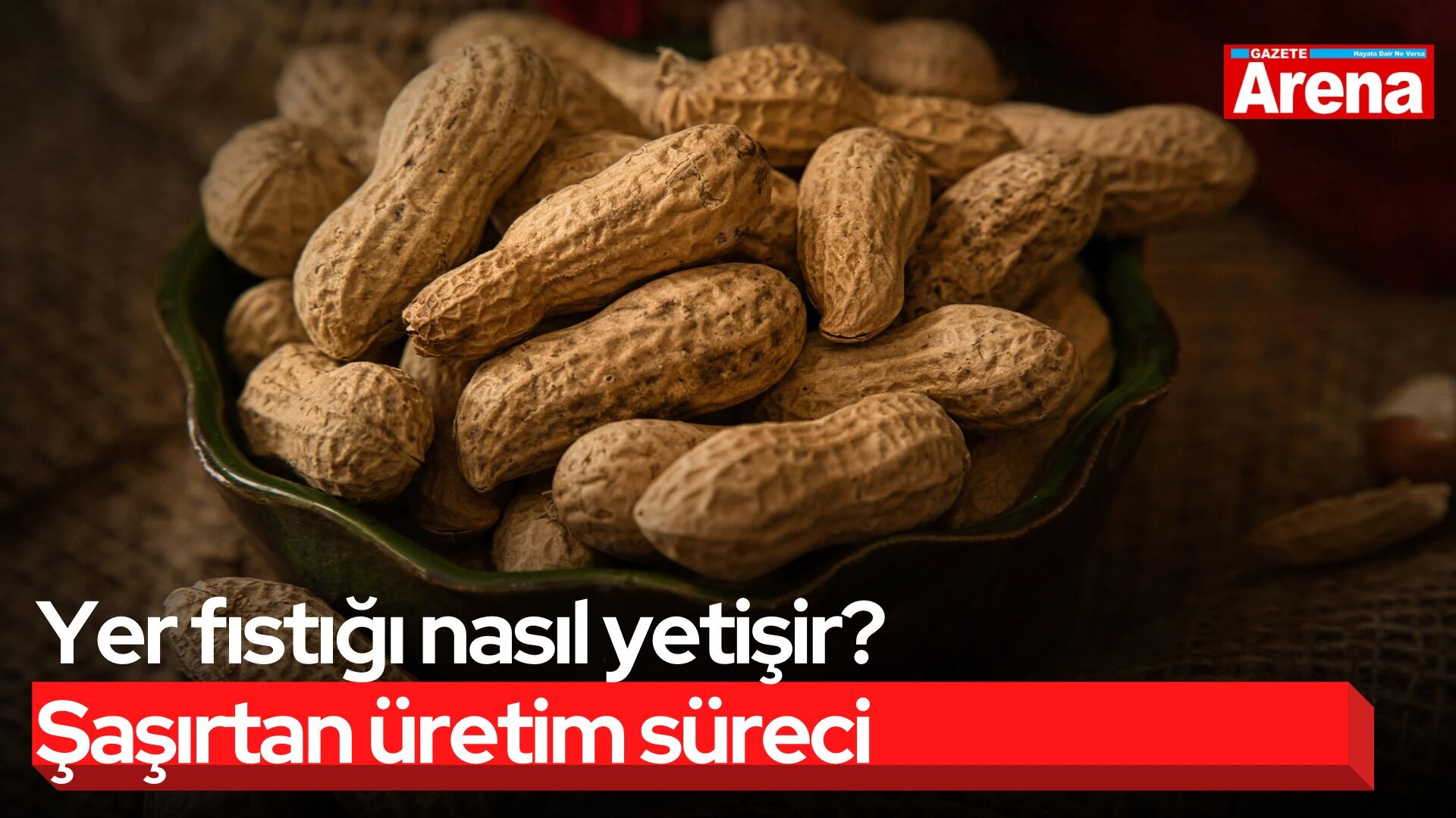 Yer fıstığı nasıl yetişir? Şaşırtan üretim süreci