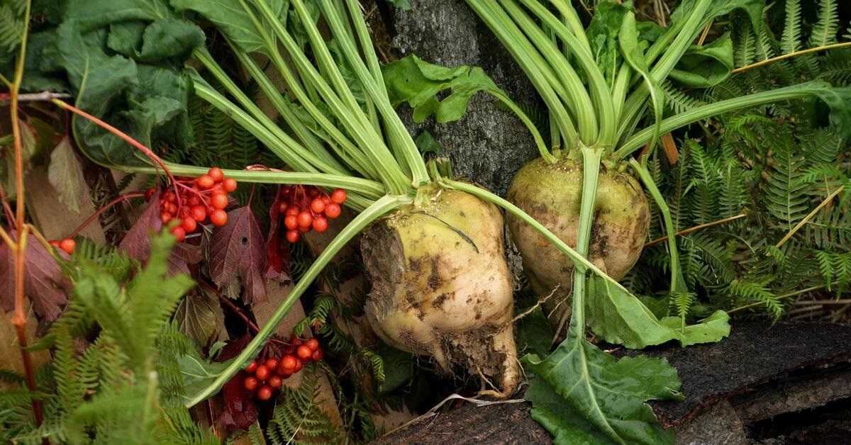 Samsun Pancar Ekicileri Kooperatifi'nden Genel Kurul İlanı