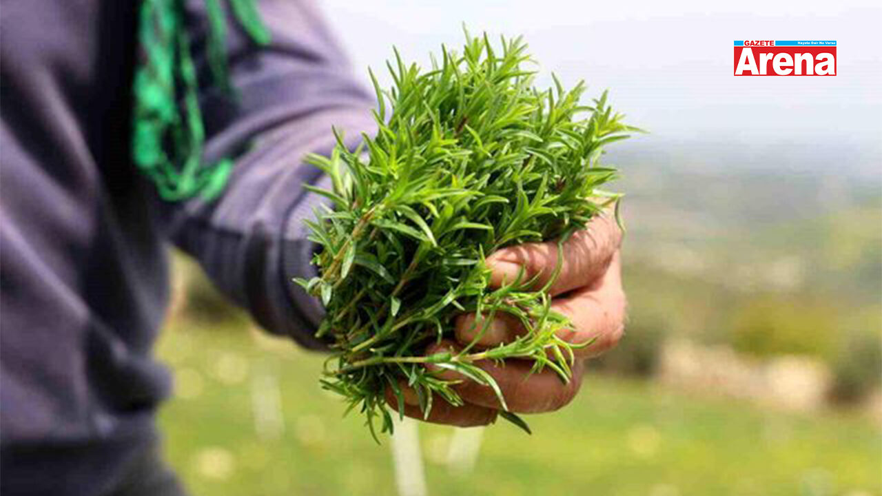 Şifa deposunun hasadı başladı: Kilosu 300 TL...