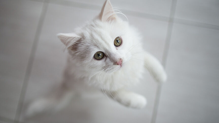 2019 1 Ocak Kedi2