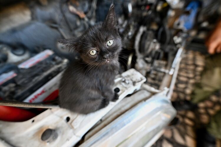 2025 09 Kedi21 1